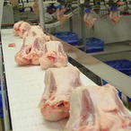 Taśmo modularna rozbiorowa do transportu drobiu 