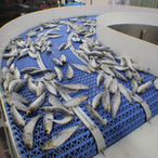 Taśma modularna E93 na transporterze łukowym